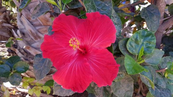 Hibiskus