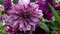 Dahlie