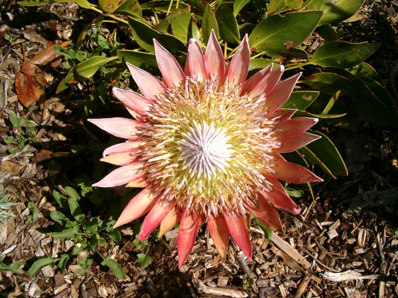 die Nationalblume Sdafrikas, die Knigsprotea