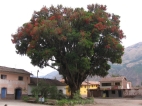 Korallenbaum