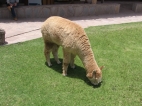 Alpaka