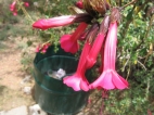 Kantuta, die Nationalblume Boliviens