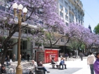 Jacarandabume in Buenos Aires