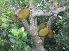 Jackfrucht