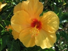 schner Hibiskus